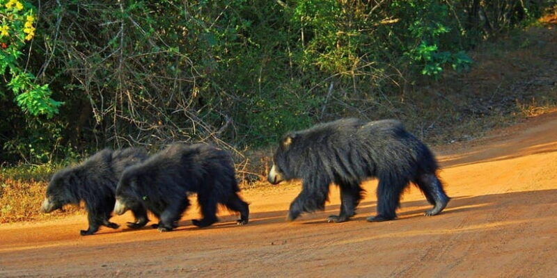 galle-hikkaduwa-bentota-kosgoda-yala-national-park-safari