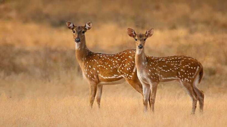 galle-hikkaduwa-bentota-kosgoda-yala-national-park-safari
