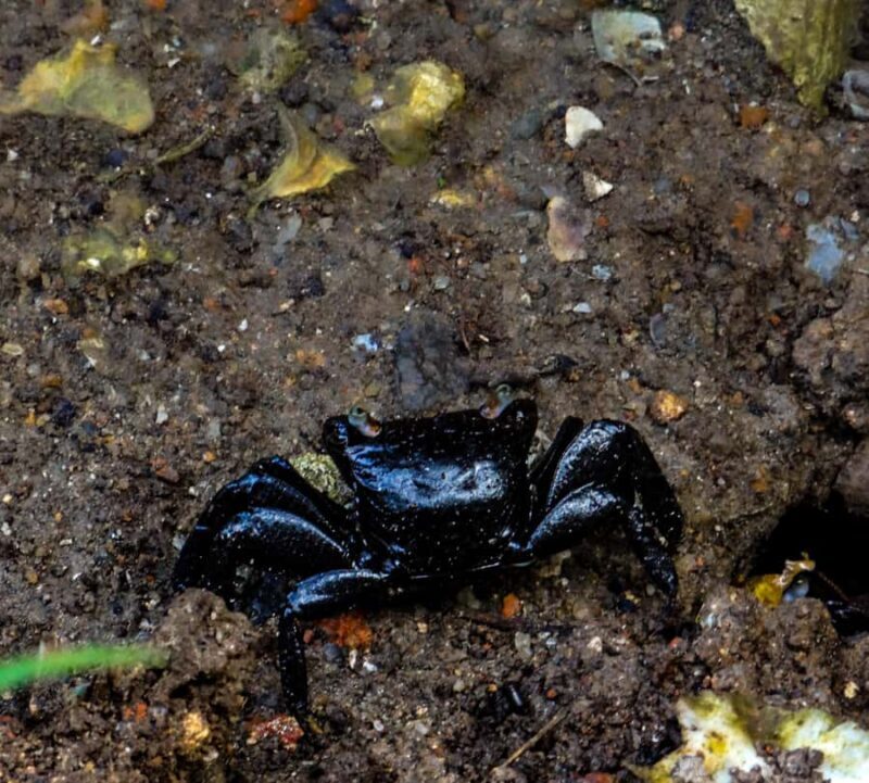 Galle: Mangrove Nature Walk with Local Guide - Galle: Mangrove Nature Walk with Local Guide — An Authentic Eco-Experience