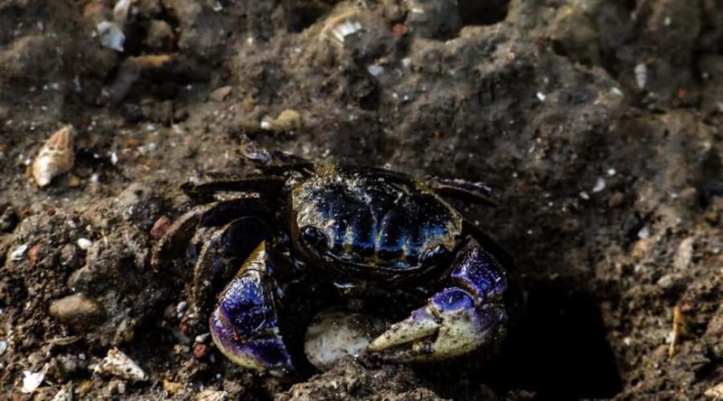 Galle: Mangrove Nature Walk with Local Guide - Key Points