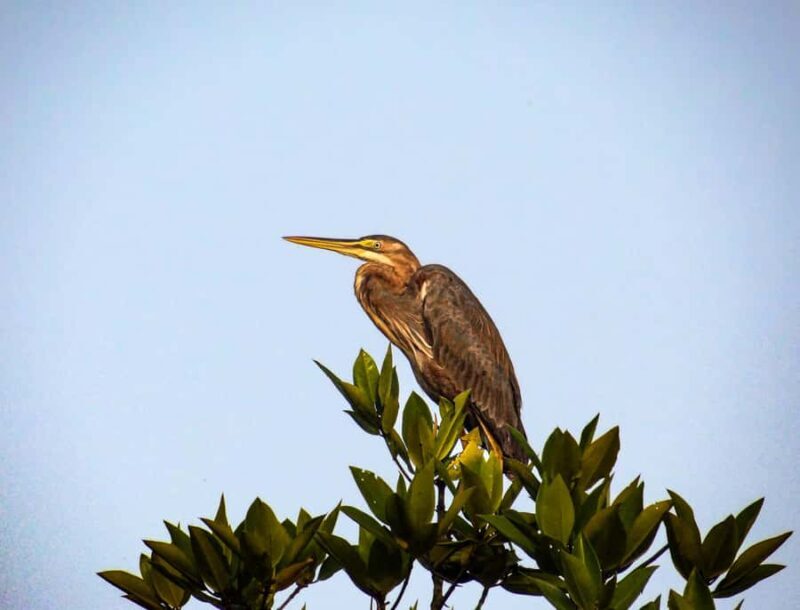 Galle: Mangrove Nature Walk with Local Guide - Detailed Breakdown of the Itinerary