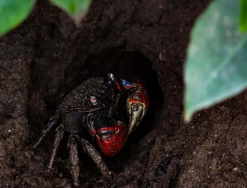 Galle: Mangrove Nature Walk with Local Guide - Frequently Asked Questions