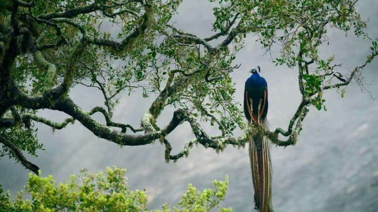 galle-mirissa-hiriketiya-drop-to-ella-udawalawa-safari