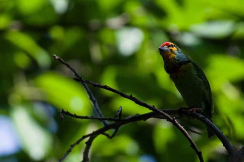 Galle/Mirissa: Koggala Lake Boat Safari and Kayaking Tour - Key Points