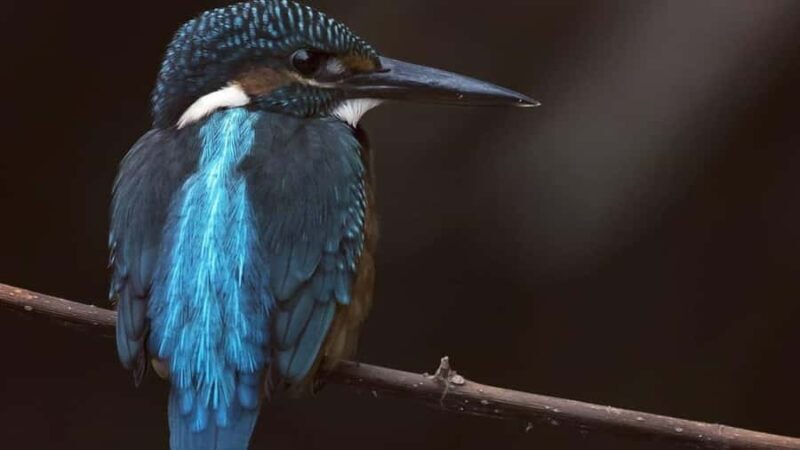 Galle/Mirissa: Koggala Lake Boat Safari and Kayaking Tour - Who Would Love This Tour?