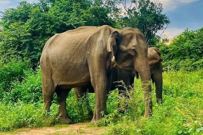 Galle/Mirissa/Tangalle: Transfer to Ella & Yala/Udawalawa Safari - Pricing and Value