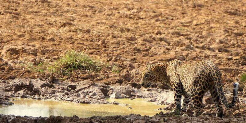 galle-mirissa-yala-udawalawe-safari-day-trip-with-picnic-2