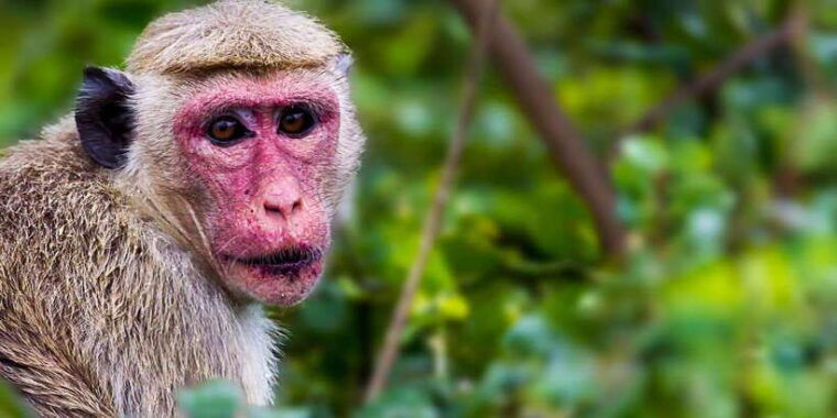 galle-mirissa-yala-udawalawe-safari-day-trip-with-picnic