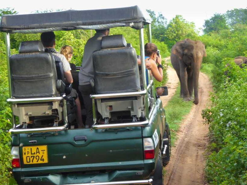 galle-or-mirissa-private-yala-safari-with-lunch-at-campsite
