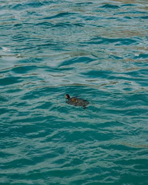 Galle Private Day Tours with Sea Turtles visit & Boat Safari - Final Thoughts