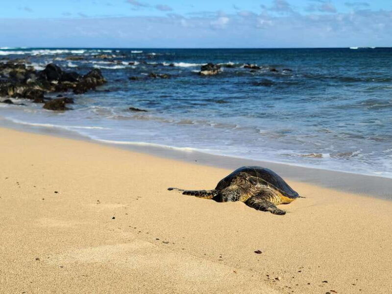 galle-private-day-tours-with-sea-turtles-visit-boat-safari