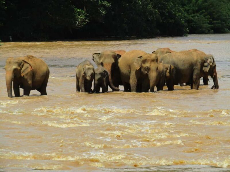 Galle: Private Transfer to Kandy with Elephant Orphanage - Galle: Private Transfer to Kandy with Elephant Orphanage — A Practical and Authentic Journey