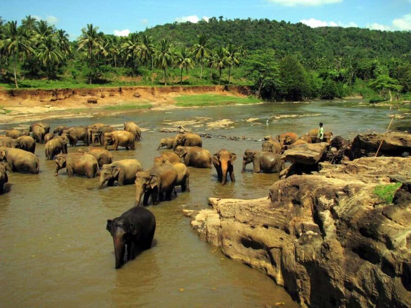 Galle: Private Transfer to Kandy with Elephant Orphanage - Key Points