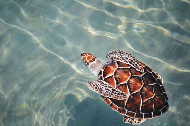 galle-sea-turtles-visit-day-tour-from-hambantota-port