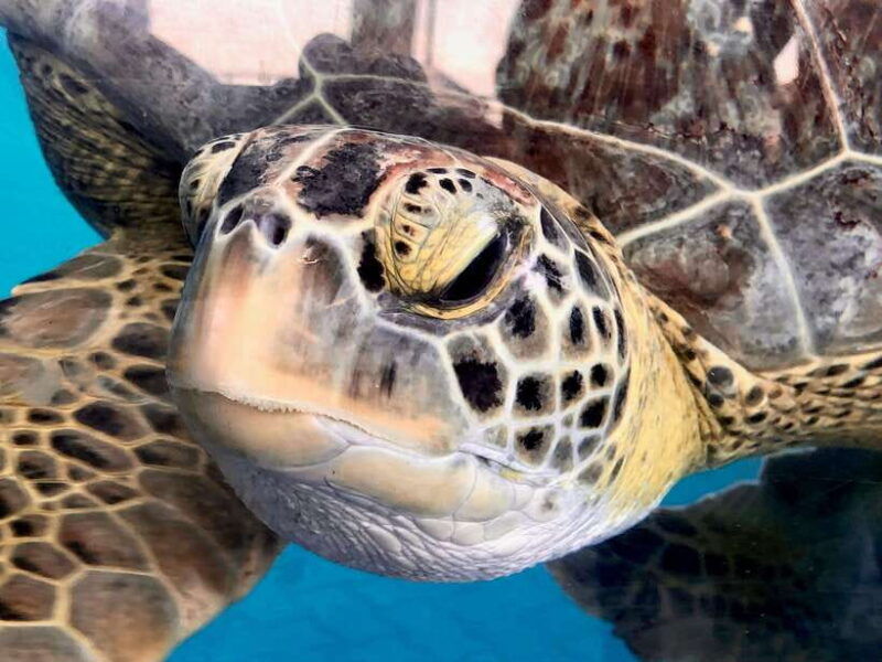 galle-sea-turtles-visit-day-tour-from-hambantota-port