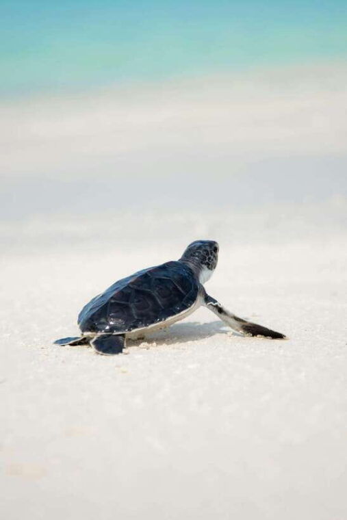 galle-sea-turtles-visit-day-tour-from-hambantota-port