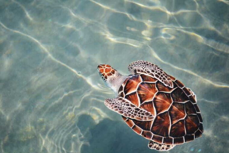 galle-sea-turtles-visit-day-tour-from-hambantota-port