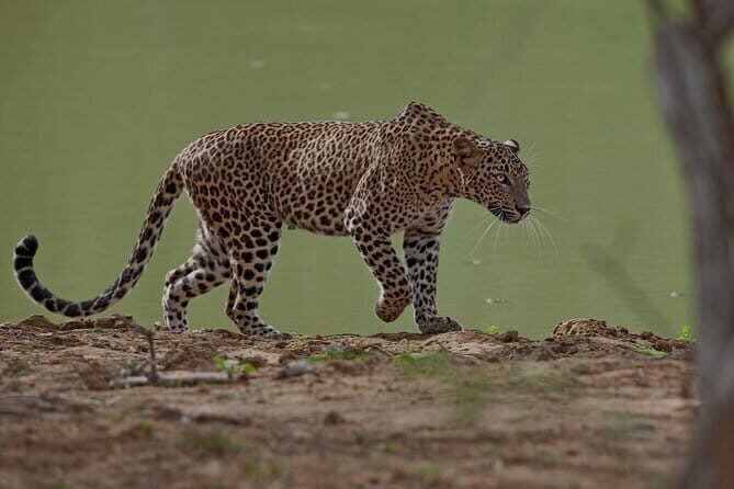 Galle/Tangalle/Mirissa/Hiriketiya - YALA Safari - Drop: Arugambay - Transport, Group Size, and Overall Value