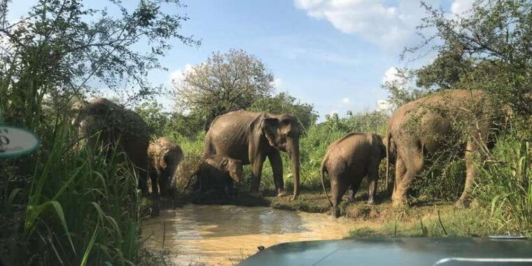 galle-to-ella-drop-via-udawalawe-safari-included