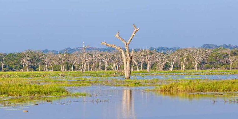 galle-unawatuna-weligama-mirissa-yala-national-park-safari
