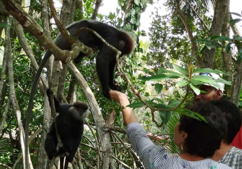 Galle with Turtle Hatchery & Mangrove Safari All Inclusive - Who Will Love This Tour?
