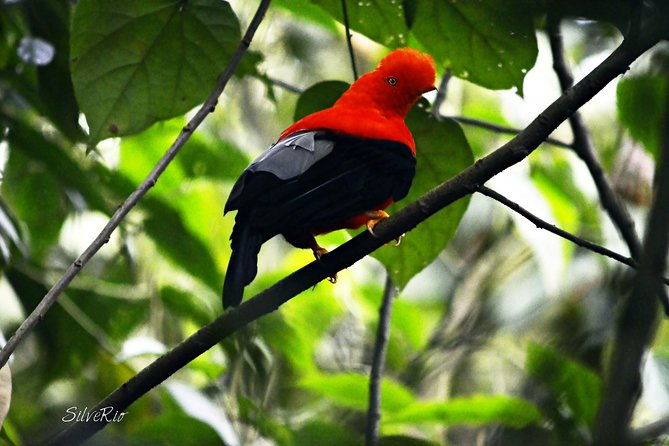 gallito-de-roca-sighting