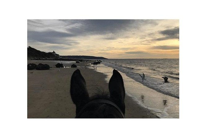 gallop-on-deauville-beach
