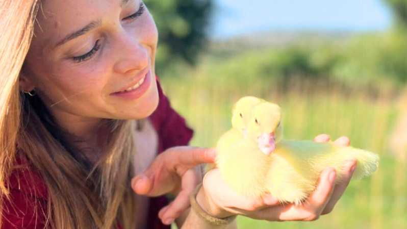 gallura-picnic-on-a-farm-with-animals