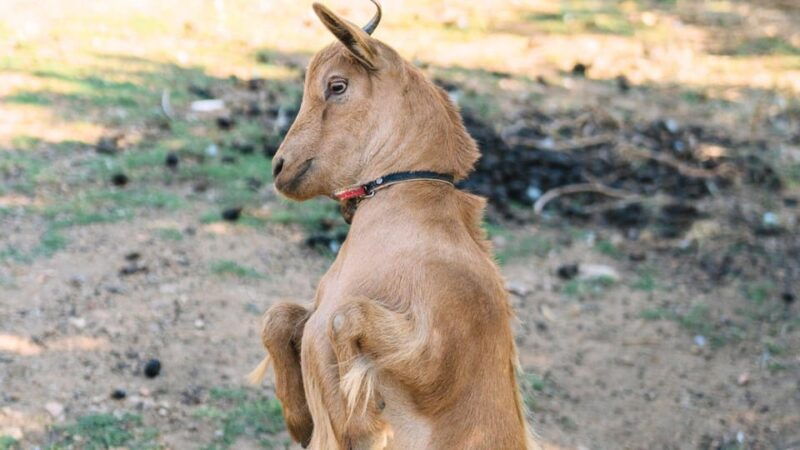 gallura-picnic-on-a-farm-with-animals
