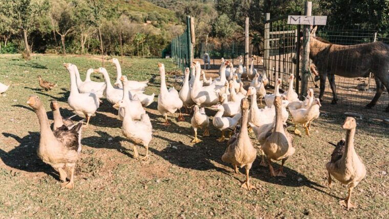 gallura-picnic-on-a-farm-with-animals
