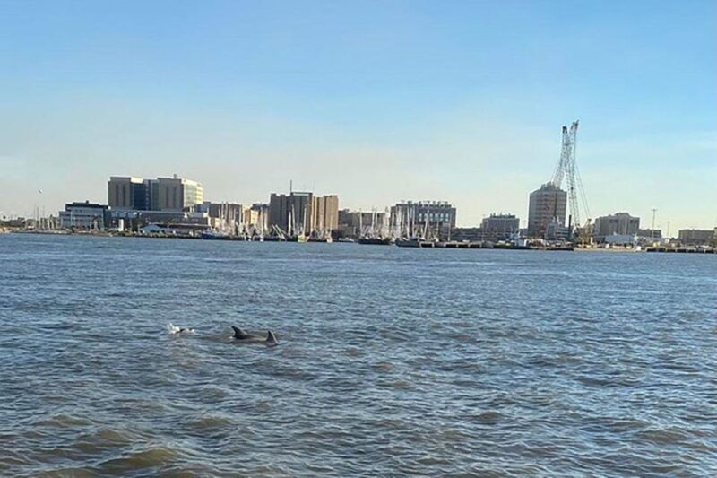 galveston-dolphin-watching-cruise