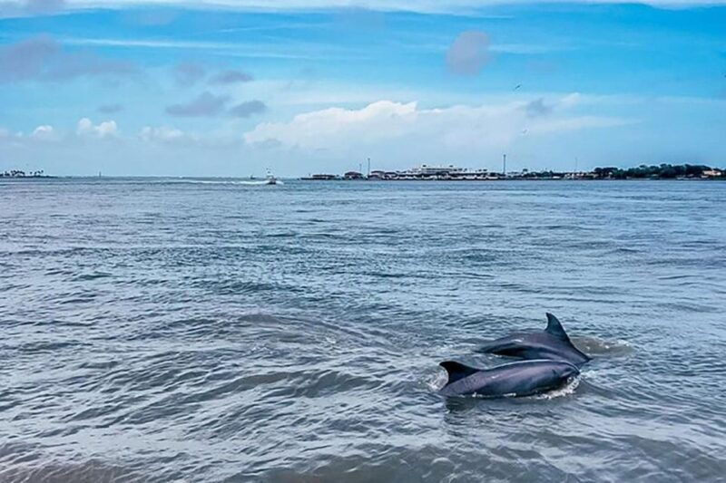 galveston-dolphin-watching-cruise