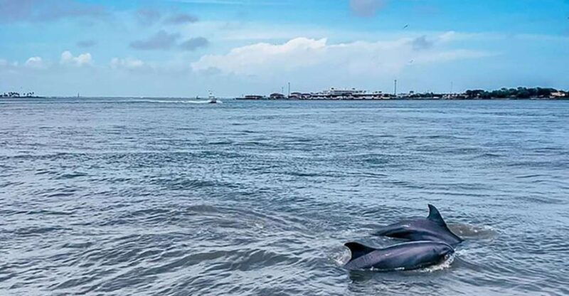 galveston-dolphin-watching-cruise