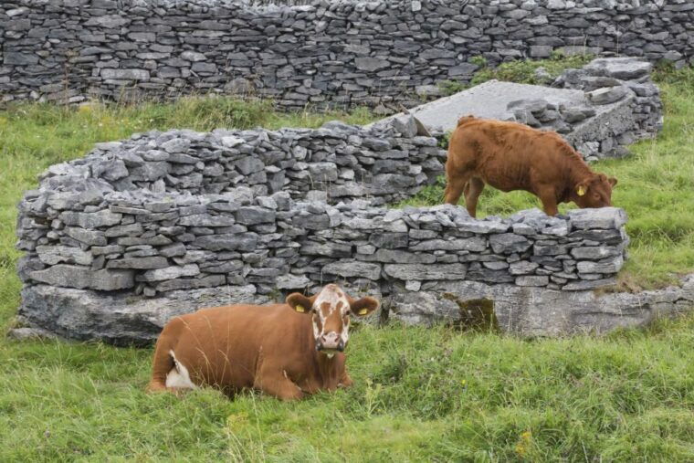 galway-cliffs-cruise-aran-islands-connemara-day-tour