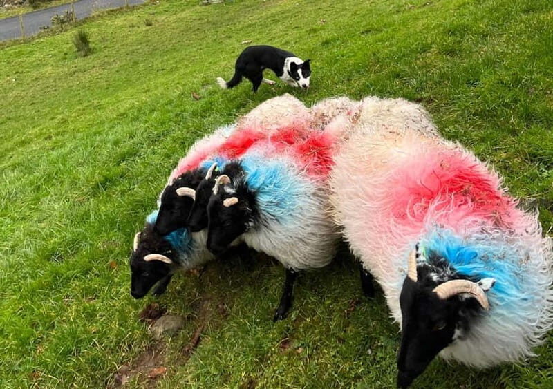Galway: Connemara, Sheepdog Show and Medieval Castle Tour - FAQ