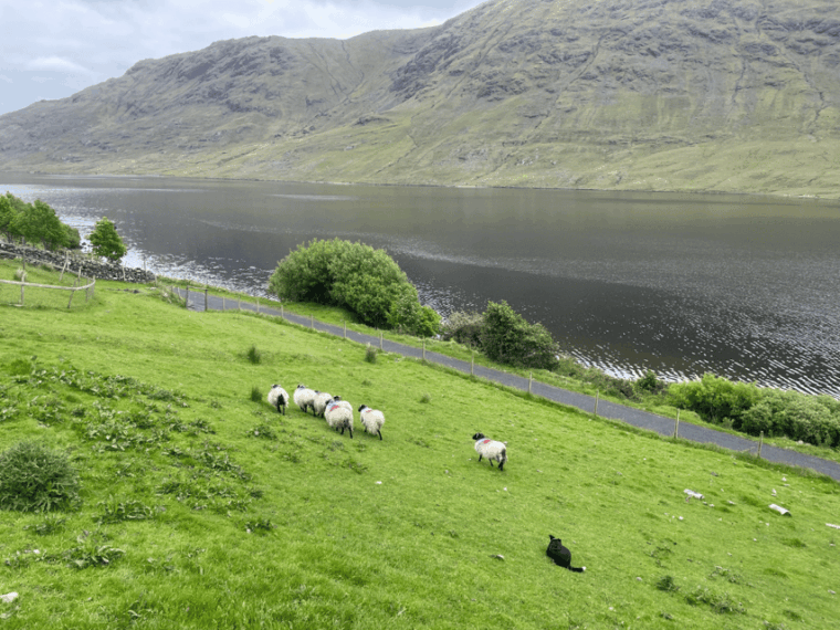 galway-connemara-sheepdog-show-and-medieval-castle-tour
