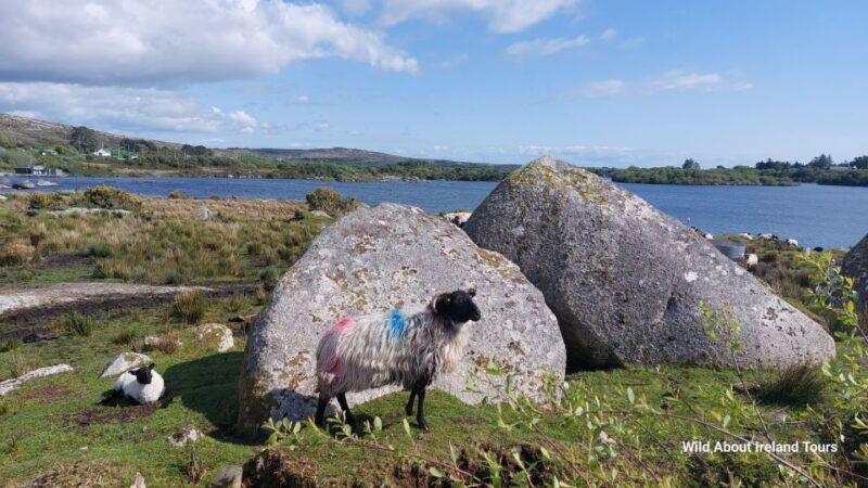 galway-kylemore-sheep-farm-and-connemara-private-day-tour