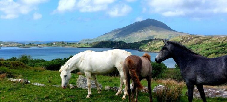 galway-kylemore-sheep-farm-and-connemara-private-day-tour