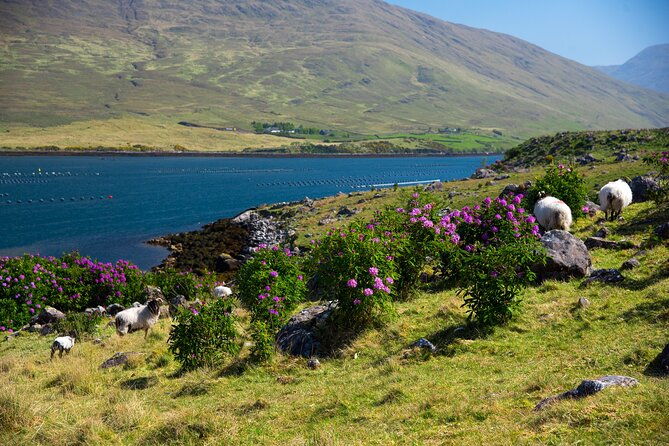 galway-to-connemara-national-park-day-tour