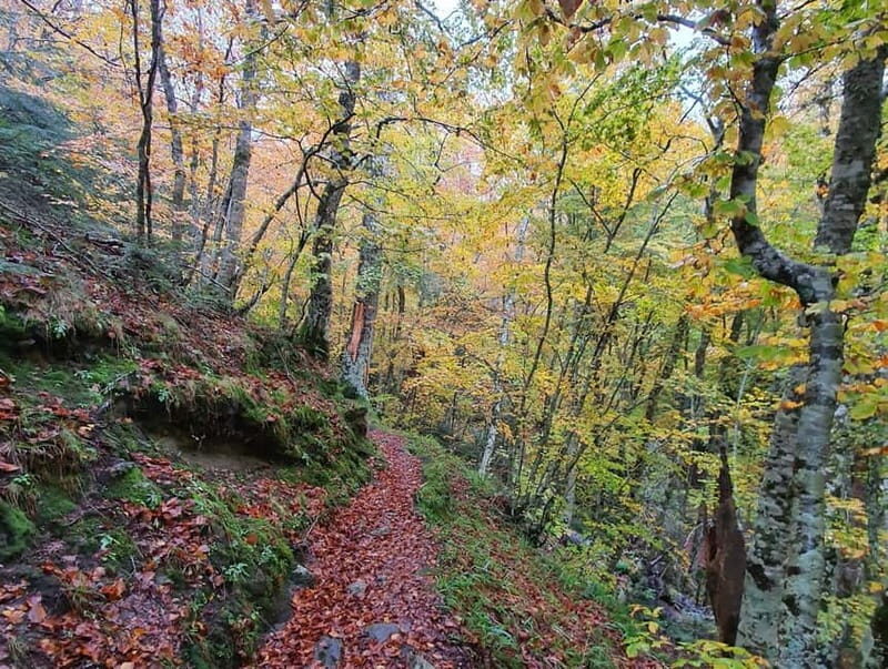 Gambarie: Private Guided Forest Trekking Tour - An In-Depth Look at the Fairy Wood Trek