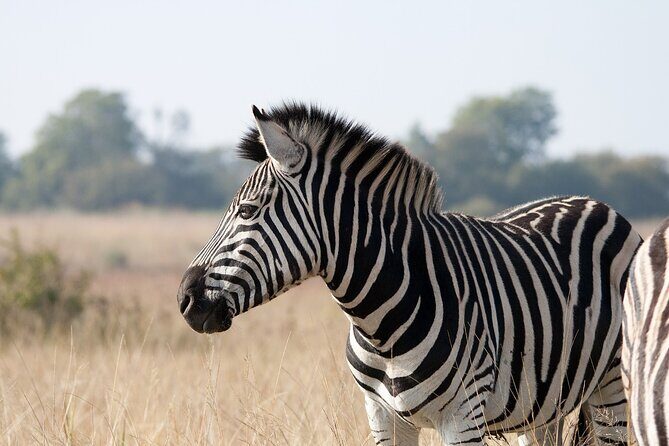 Gambia to Senegal Tour with Ferry Crossing and Safari Park - Who Will Love This Tour?