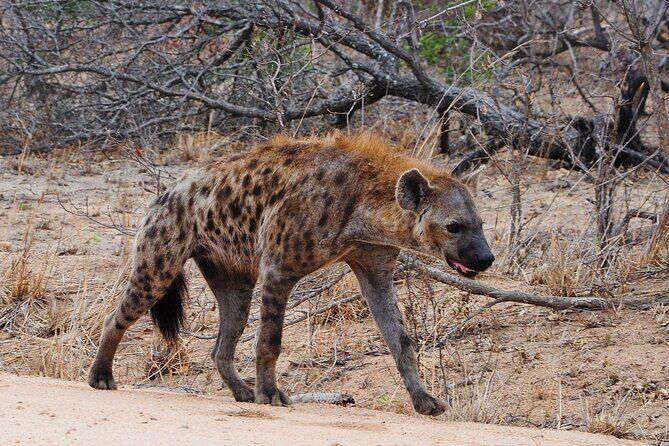 Gambia to Senegal Tour with Ferry Crossing and Safari Park - FAQ