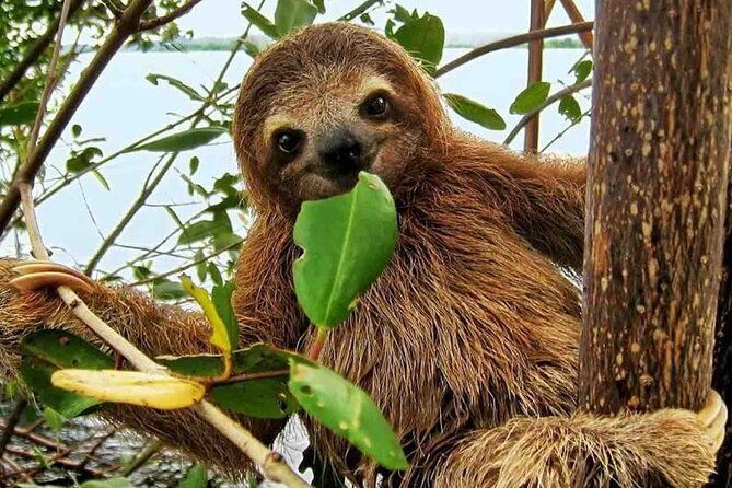 gamboa-wildlife-and-sloth-sanctuary-tour-with-pickup
