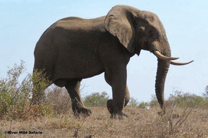 Game Drive (AM / PM) - Zambezi National Park - River Wild Safaris - The Itinerary Breakdown: What You Can Expect