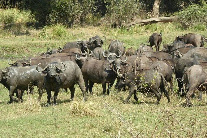 Game Drive and Rhino Viewing Safari - A Detailed Look at the Experience