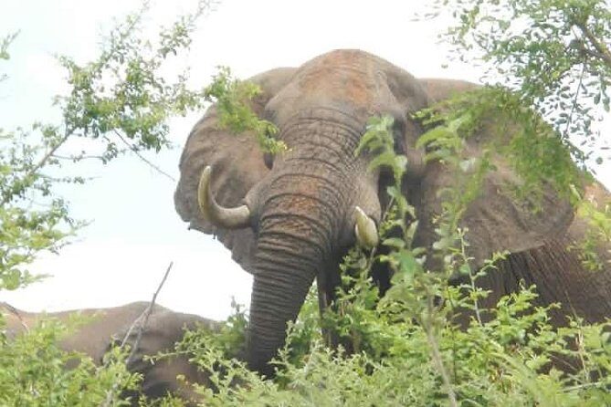 Game Drive And Rhino Walk - What Makes This Tour Stand Out?