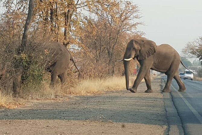 Game Drive And Rhino Walk - Practical Details and Tips