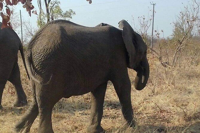 Game Drive And Rhino Walk - Final Thoughts