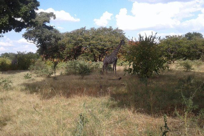 Game Drive And Rhino Walk - FAQ