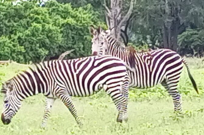 Game Drive and Rhino Walk - The Itinerary in Detail